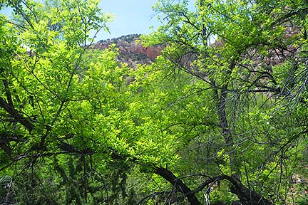 Cottonwood Trees, Sycamore Canyon, April 16, 2015